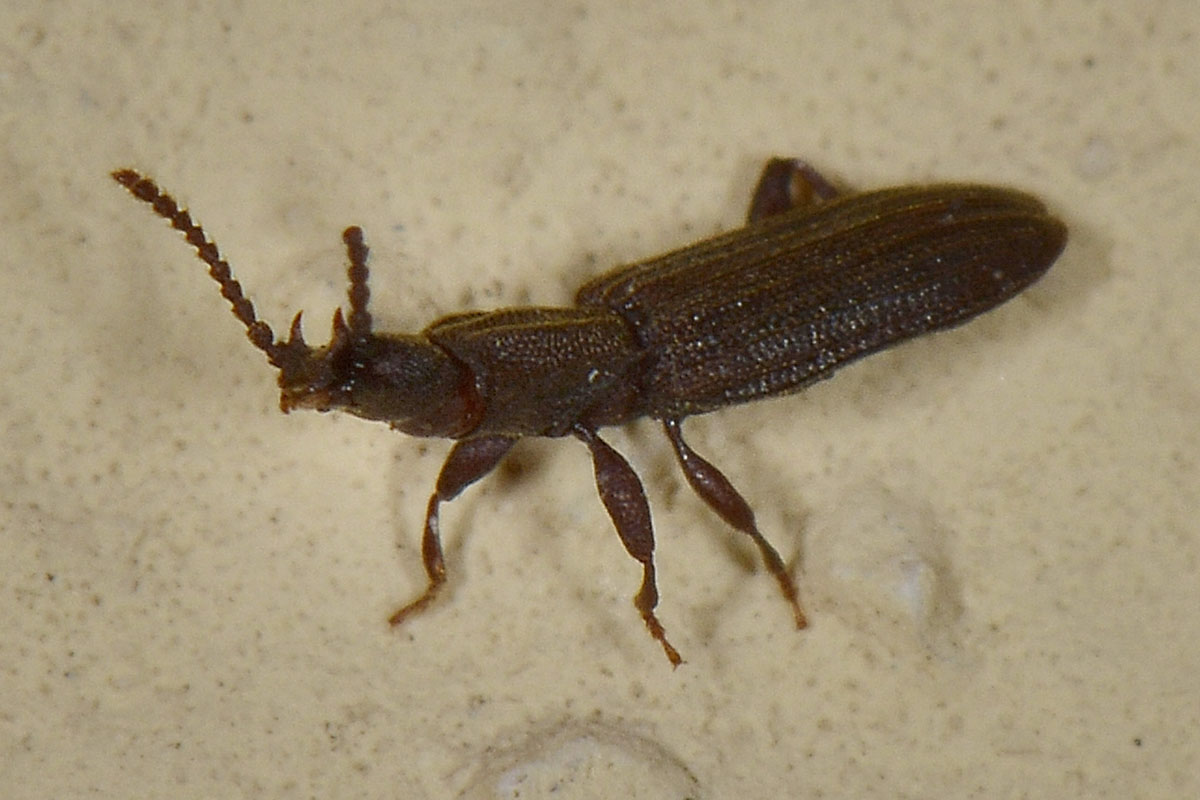 Coleotteri derrate alimentari: Oryzaephilus surinamensis (Silvanidae)